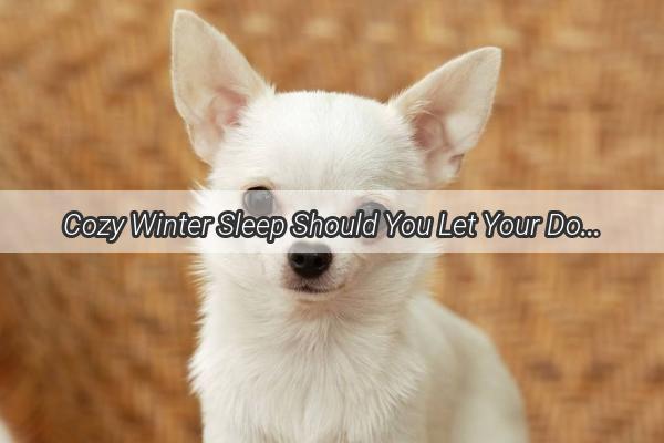 Cozy Winter Sleep Should You Let Your Dog Nap on Hardwood Floors